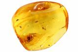Detailed Fossil Spider (Aranea) In Baltic Amber #81777-3